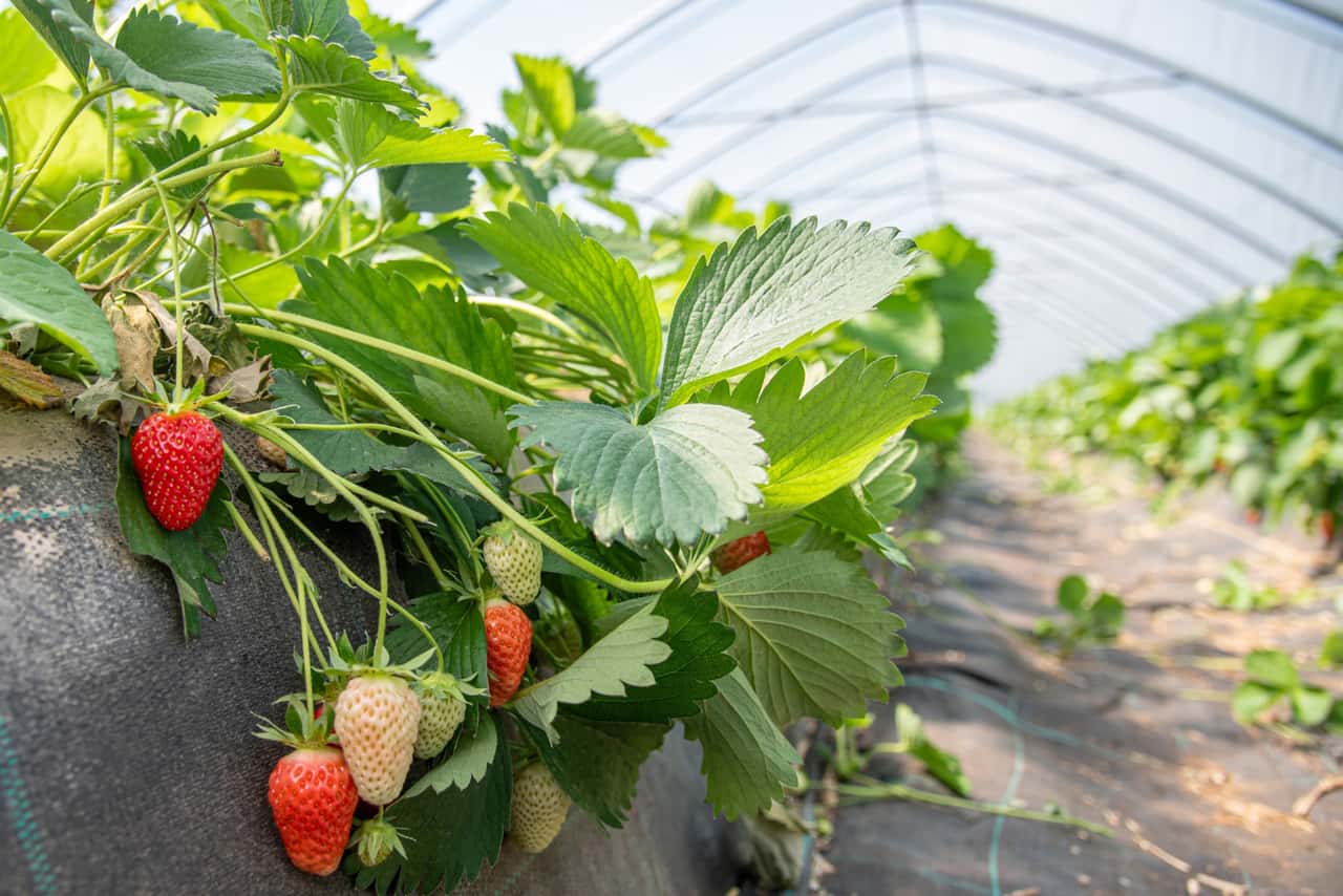 Strawberry harvest in Lower Saxony picks up speed