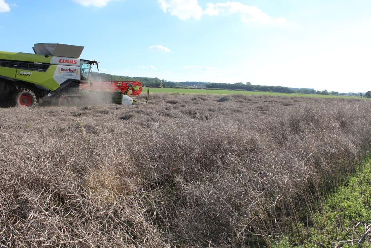 Despite drought: German rapeseed harvest expected to be larger