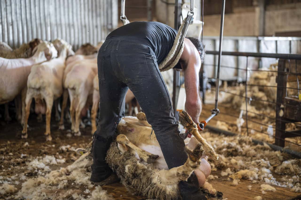 UK: Wool prices are rising, but farmers are still not satisfied