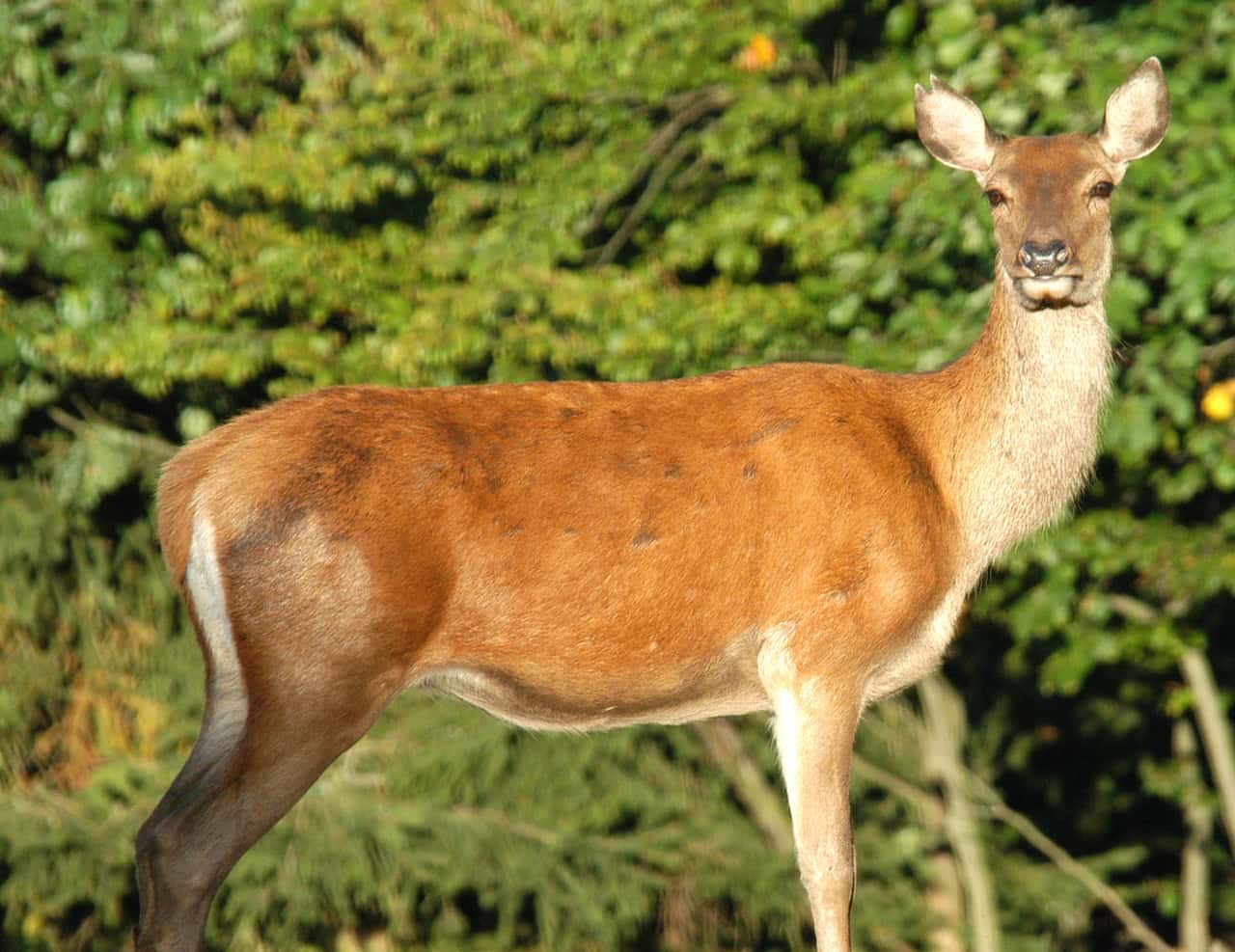 The red deer needs help - | Regionally limited population exacerbates ...