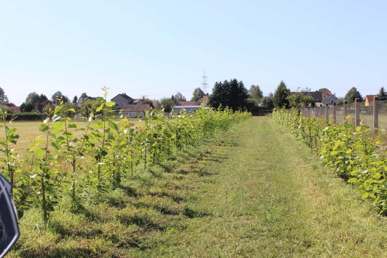 Agroforestry: Free advice for NRW businesses