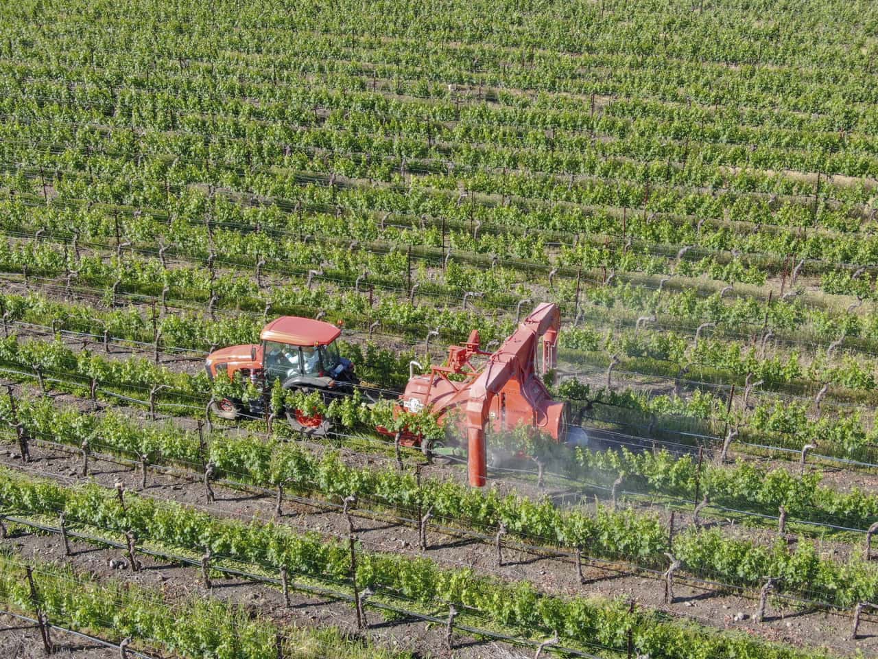 EU bans baking powder against powdery mildew in viticulture