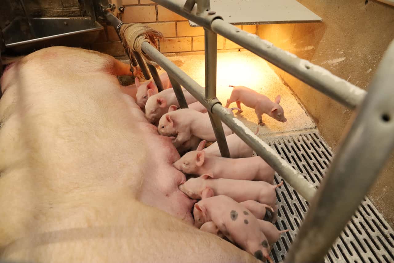 Good piglet prices: Whether sow farmers will invest now is questionable