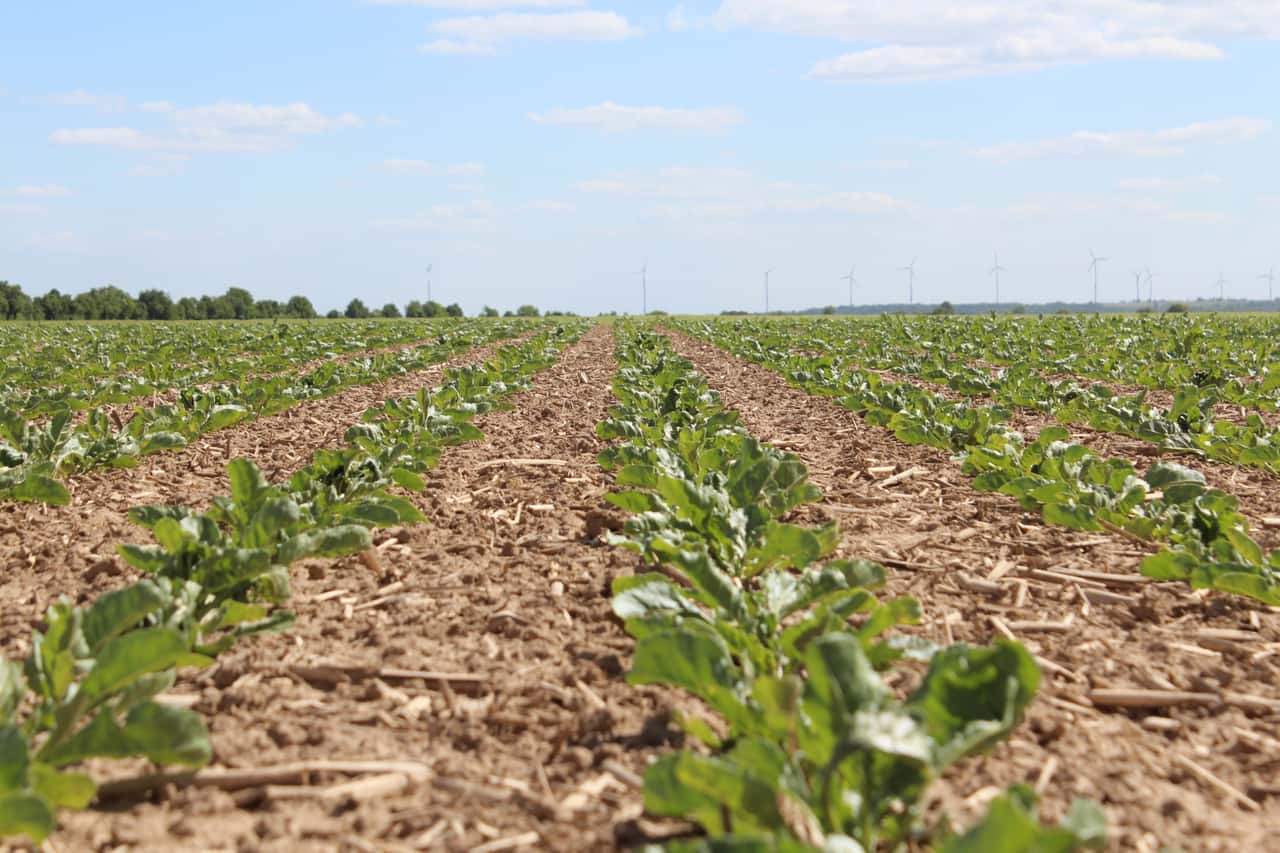 Reed glasswing leafhopper: What matters when using insecticides