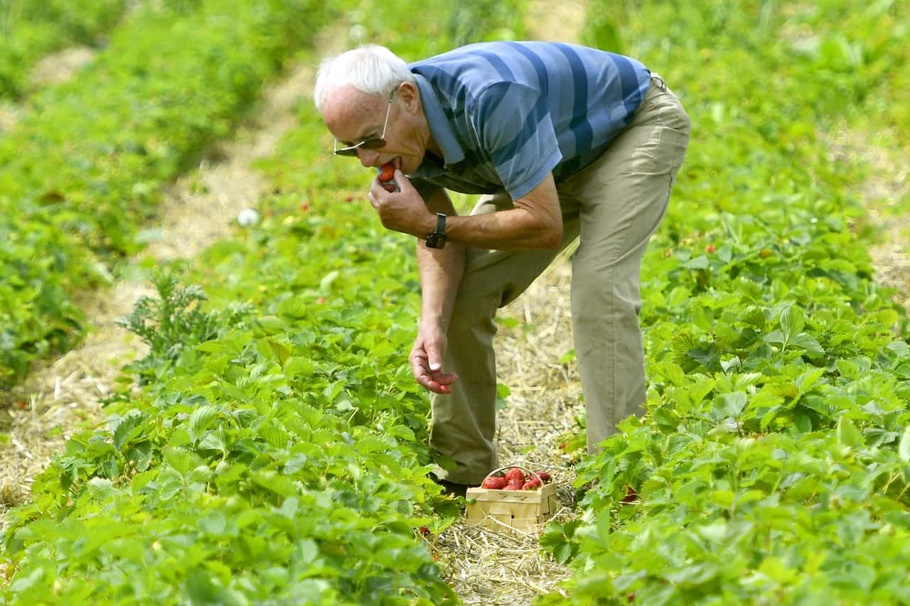Annoyance: Strawberry pickers stuff themselves
