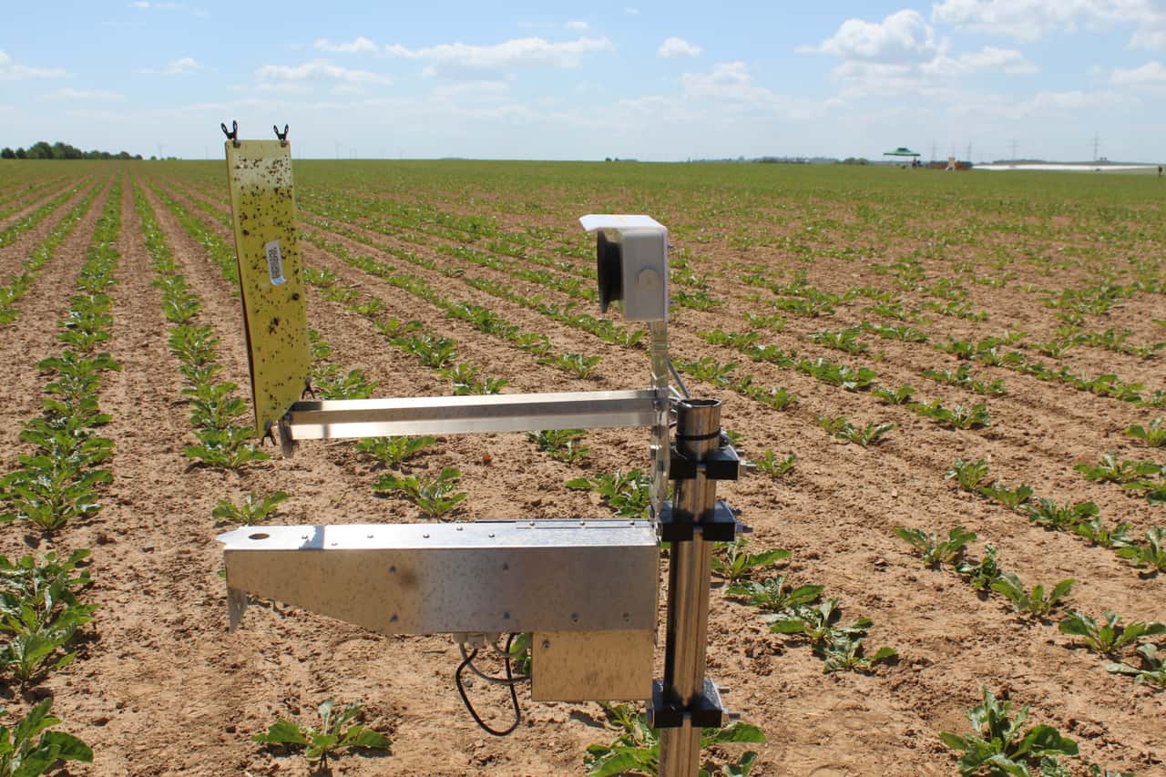 Can the reed glasswing leafhopper also damage cereals, rapeseed ...