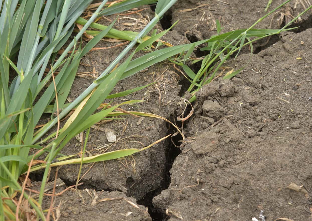 Great Britain draws up emergency plans to combat drought