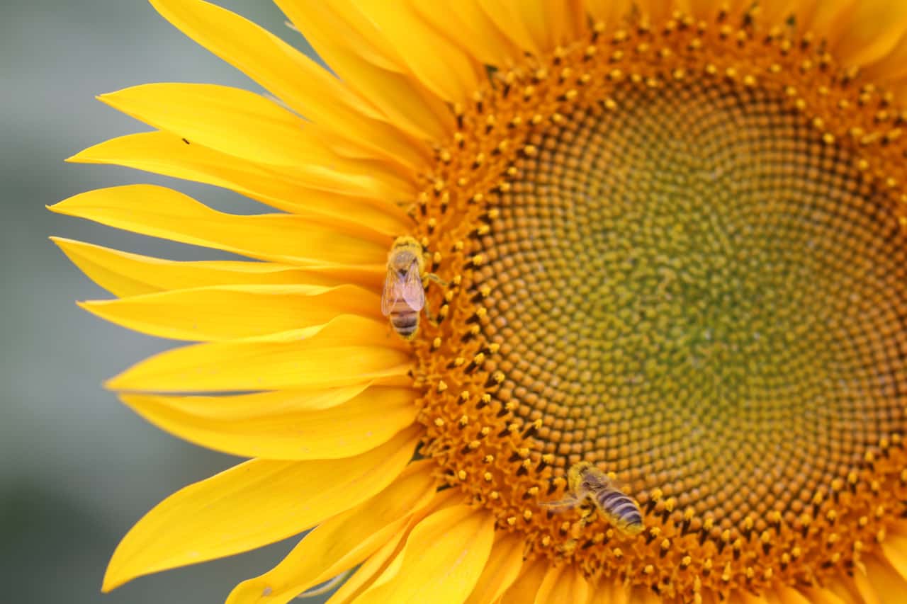 World Bee Day 2025: BUND calls for a reduction in agricultural chemicals