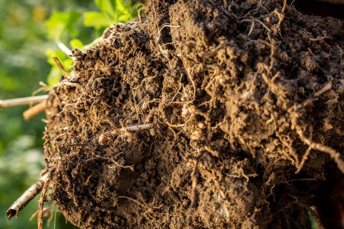 So-bauen-Landwirte-Humus-in-ihrem-Acker-auf