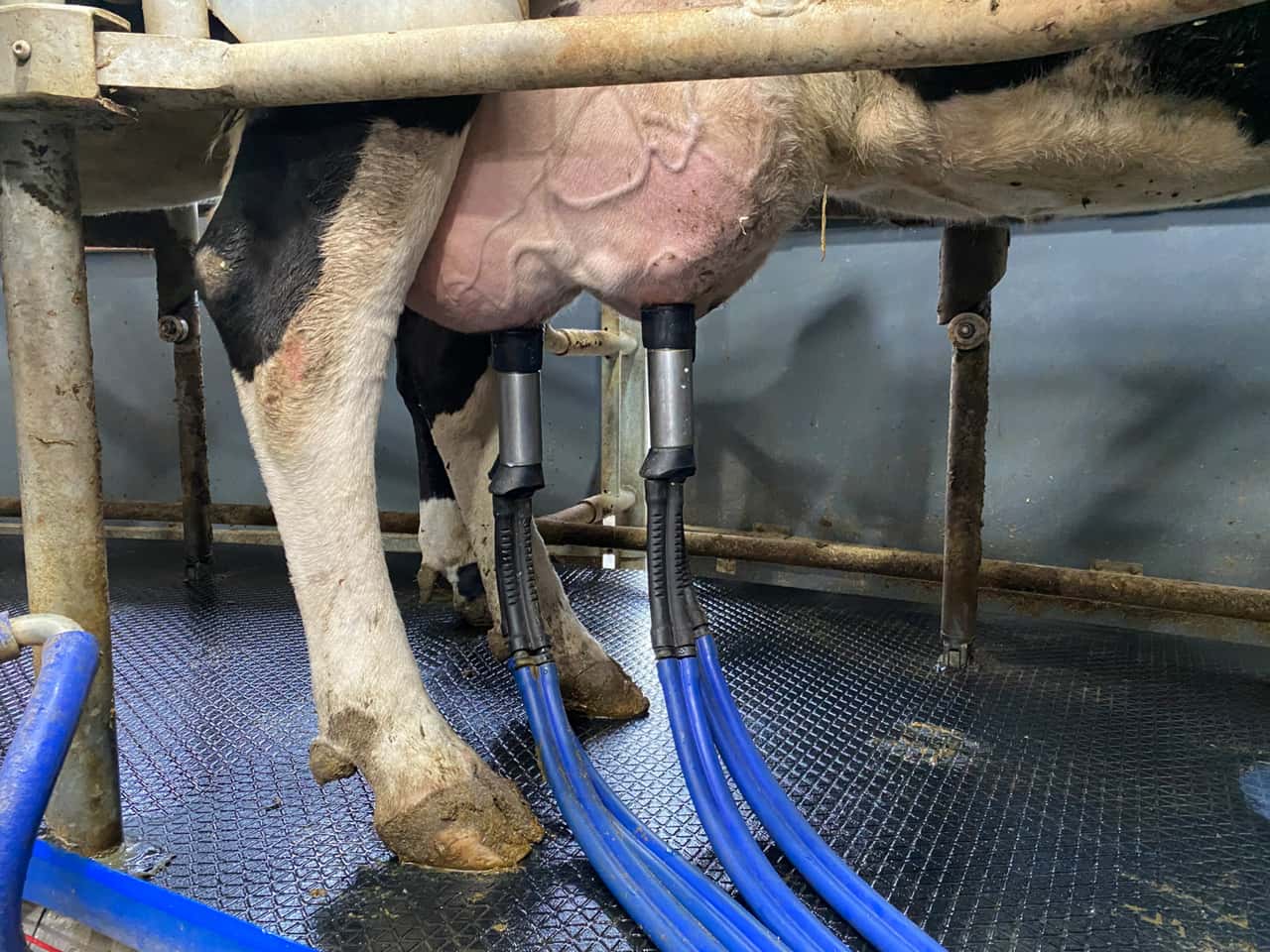 Milk deliveries: Germany declining, Netherlands and EU stabilized