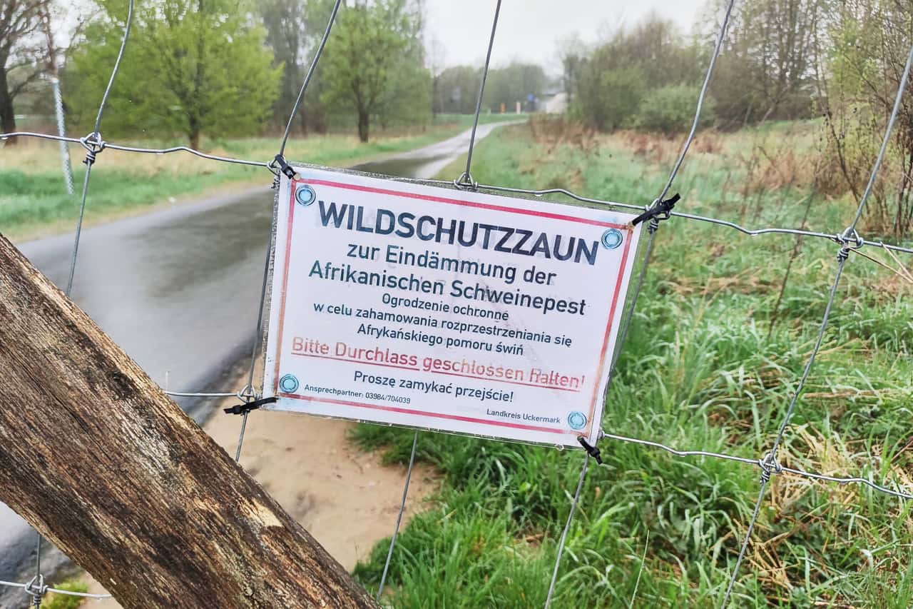 ASF: Brandenburg reduces exclusion zones