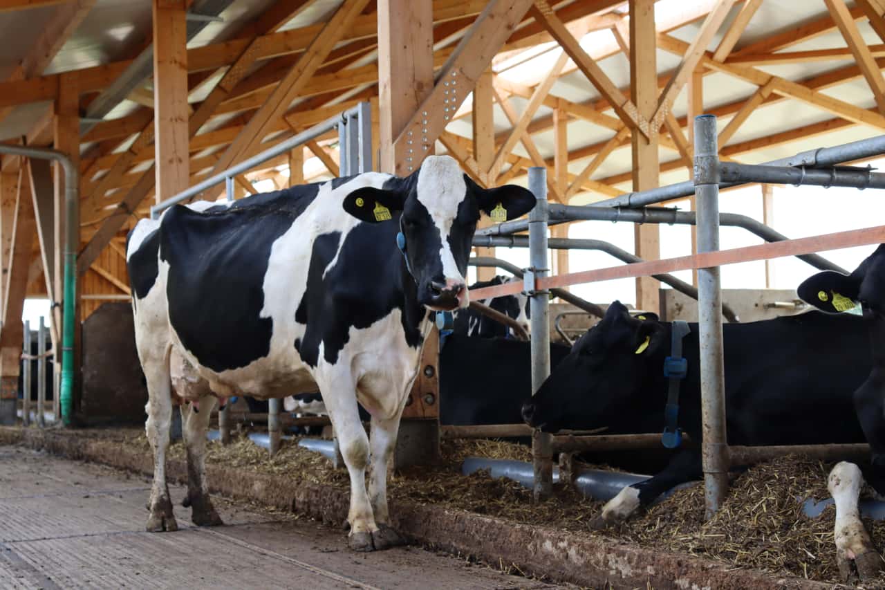Milchviehhalterin-Tierwohl-ist-mehr-als-Platz-und-Auslauf-