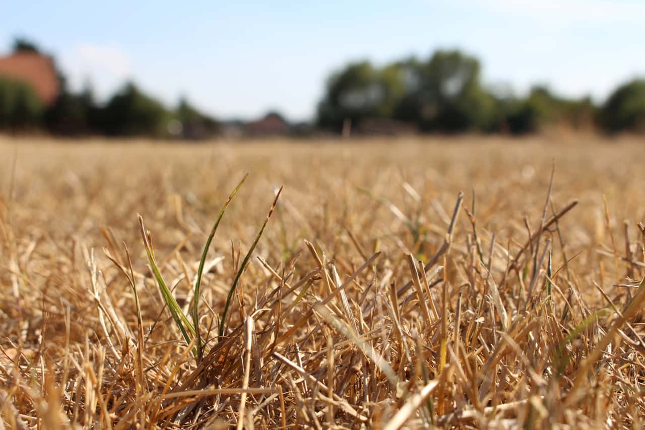 Climate change: Greens warn of record drought in spring