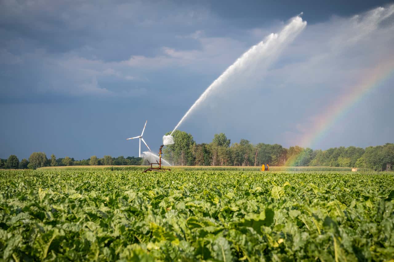 Sugar surplus and consumption record: Global market forecast for sugar in ...