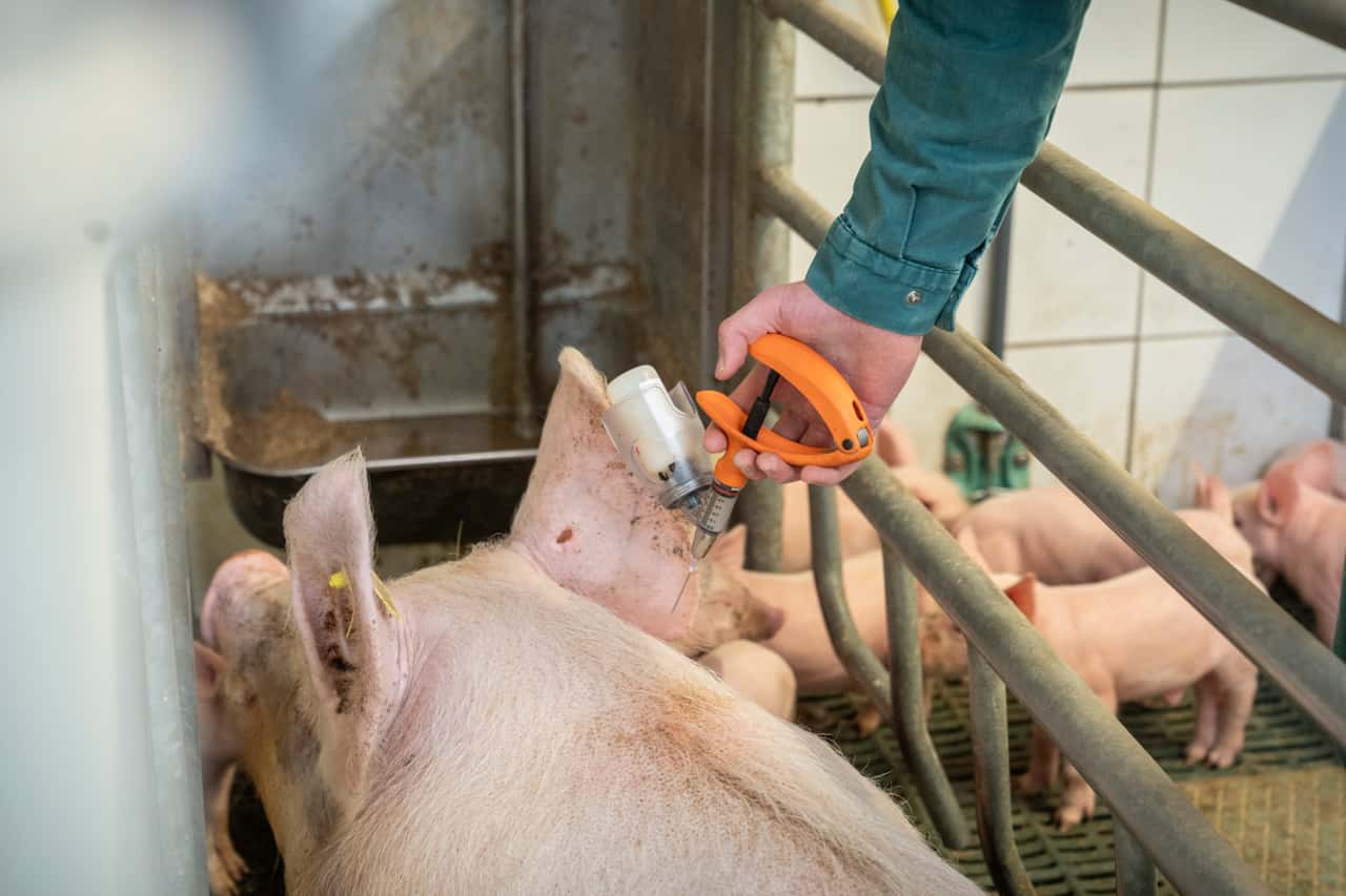 DK-PRRS-Sanierung-schreitet-erfolgreich-voran