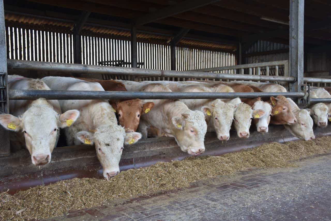 Prices soaring: why bulls and cows are more expensive than ever