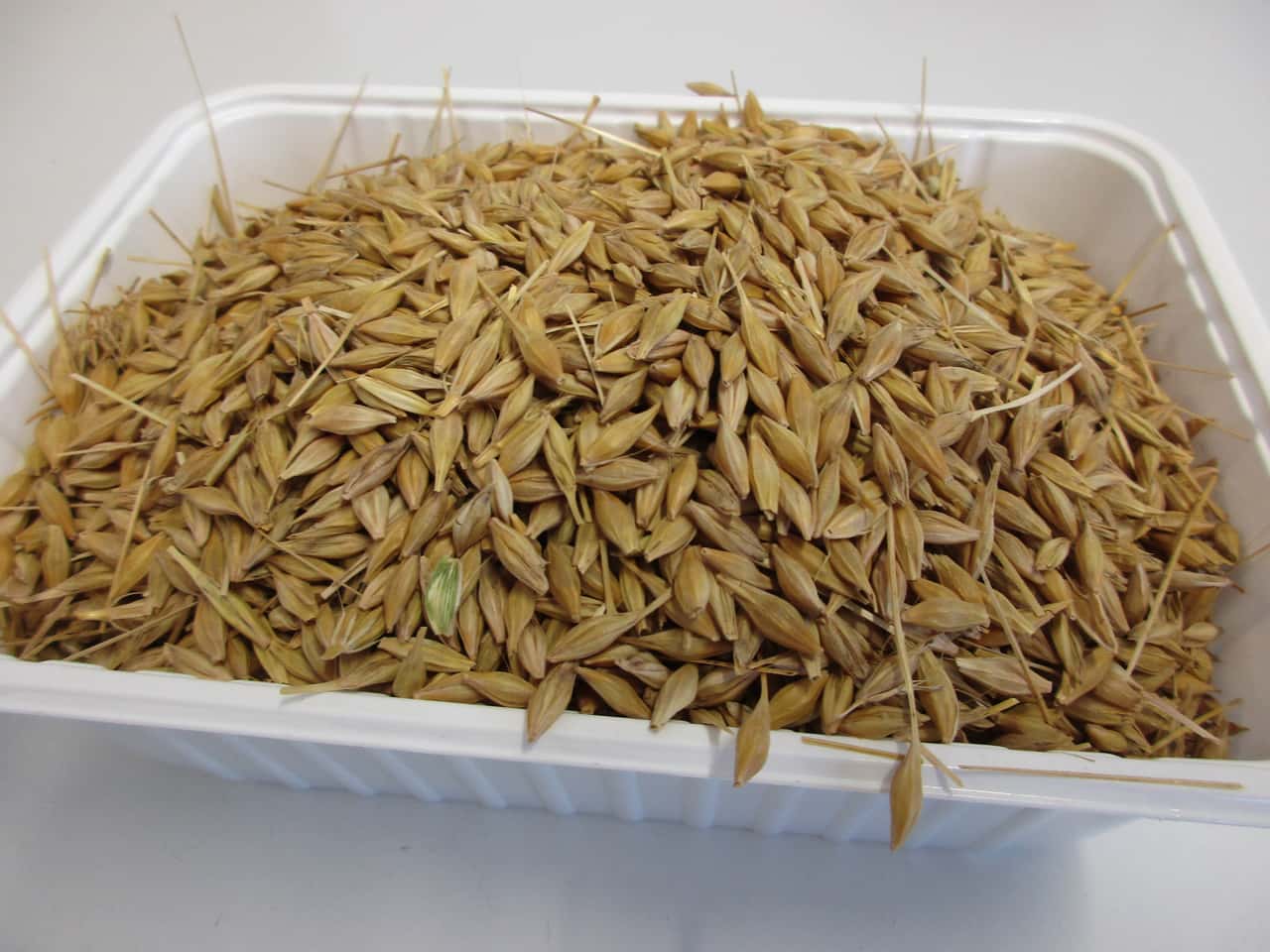 Mycotoxins in feed: Expert explains what farmers need to pay attention to