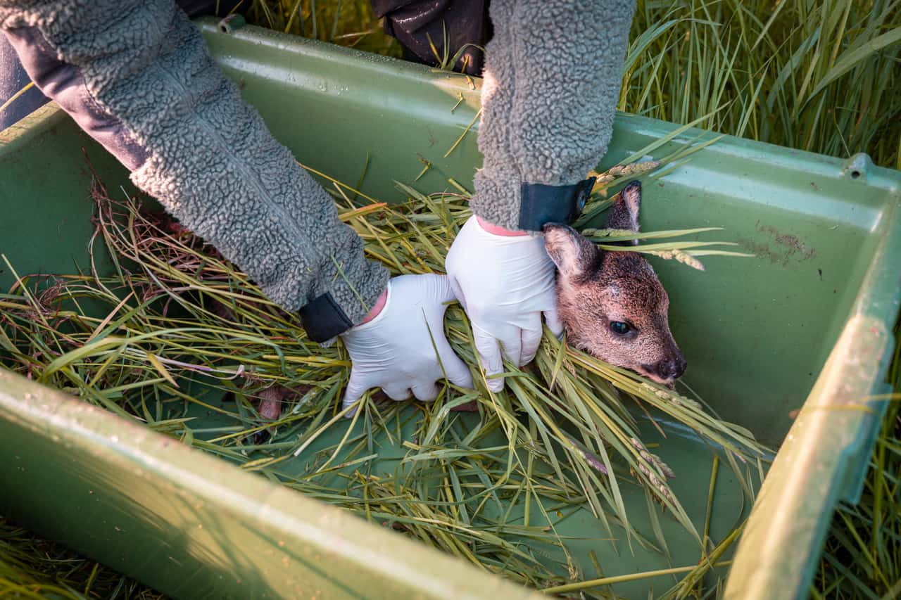 Roe deer fawn killed during mowing: Does the farmer have to pay ...
