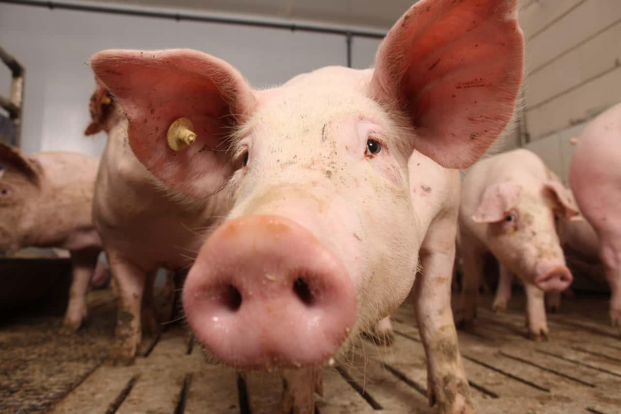 How southern German pig farmers can assess their sustainability