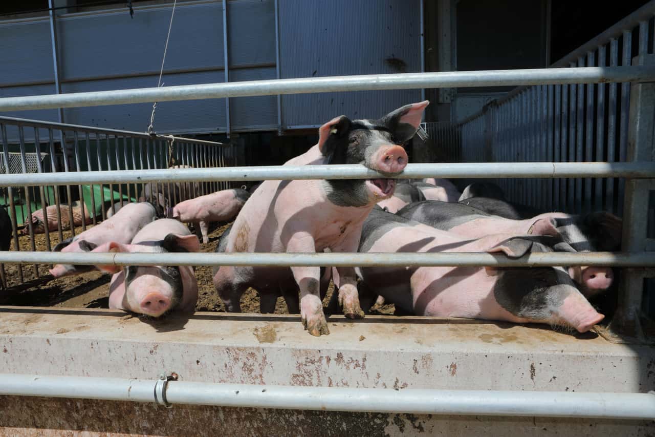 Billion-dollar package for animal welfare: What agriculture can expect now