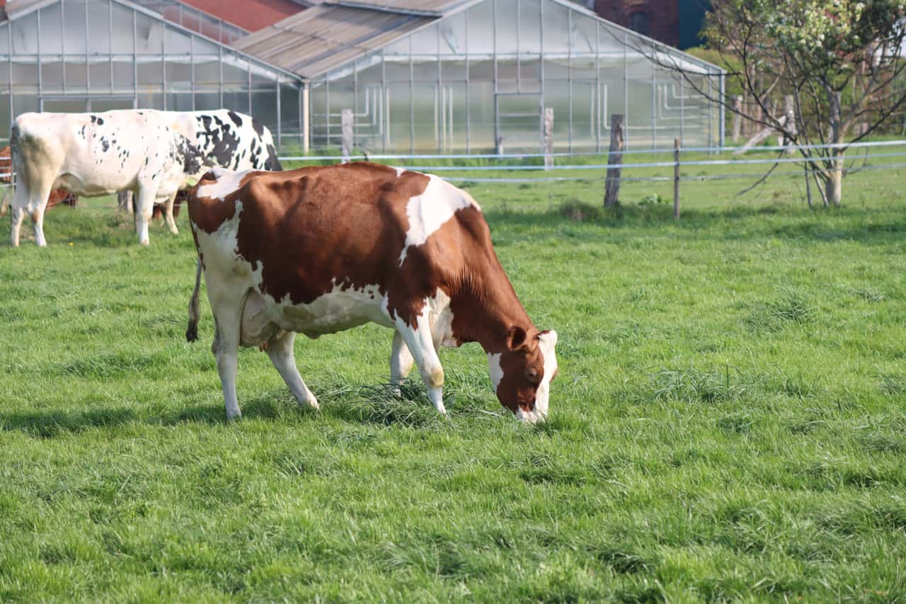 Less organic milk in the EU