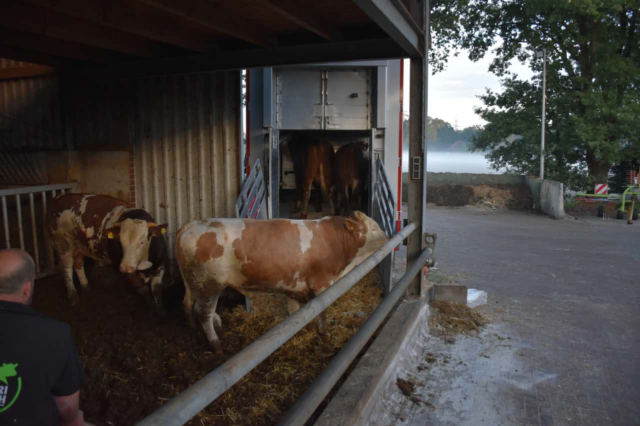 Cattle farmers hesitant to sell - Is the slaughter cattle market running ...