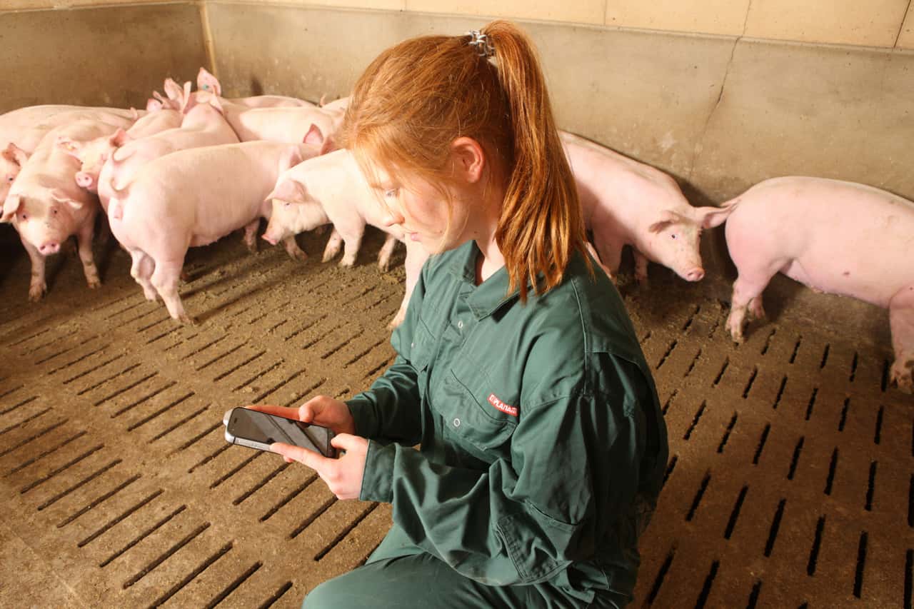 How do pig farmers look to the future?