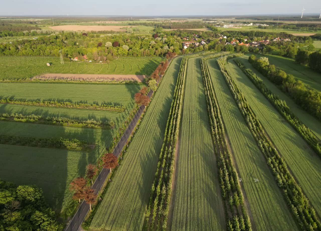 Six farms plant 22,000 trees as agroforestry on fields