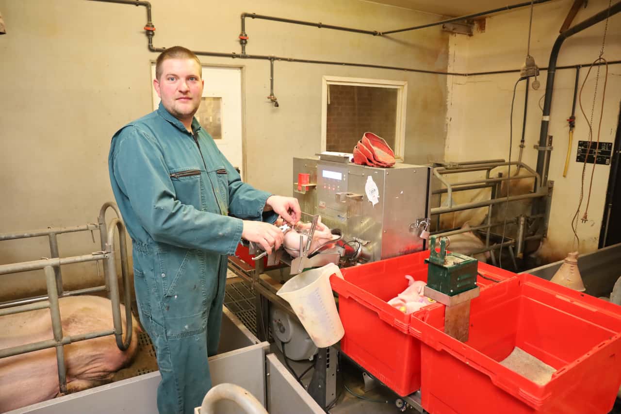 Ferkelkastration-Schlafende-Ferkel-per-Inhalation