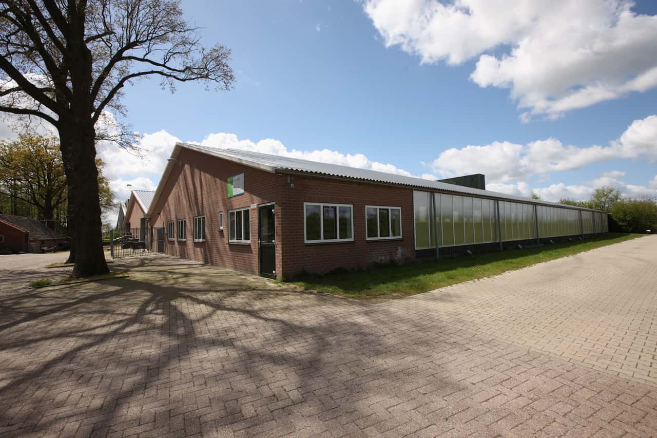 Netherlands to cull another 240,000 sows