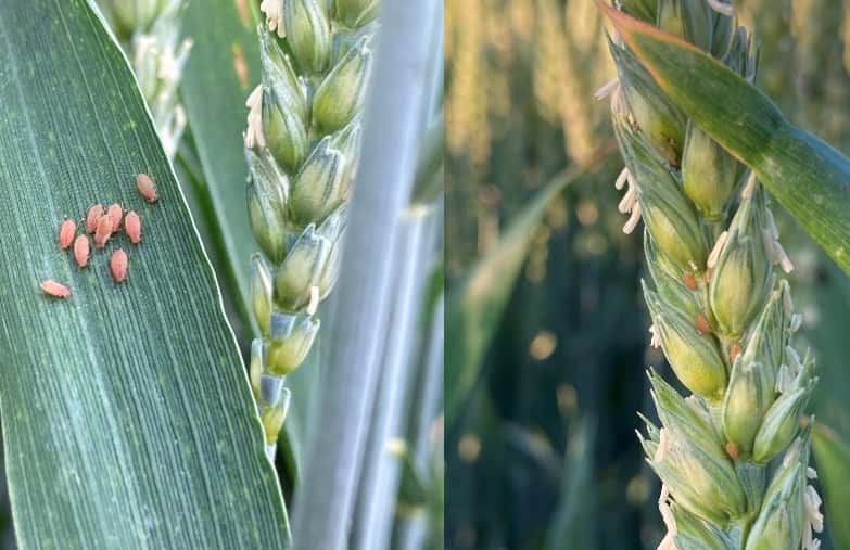 Keep an eye on aphids now