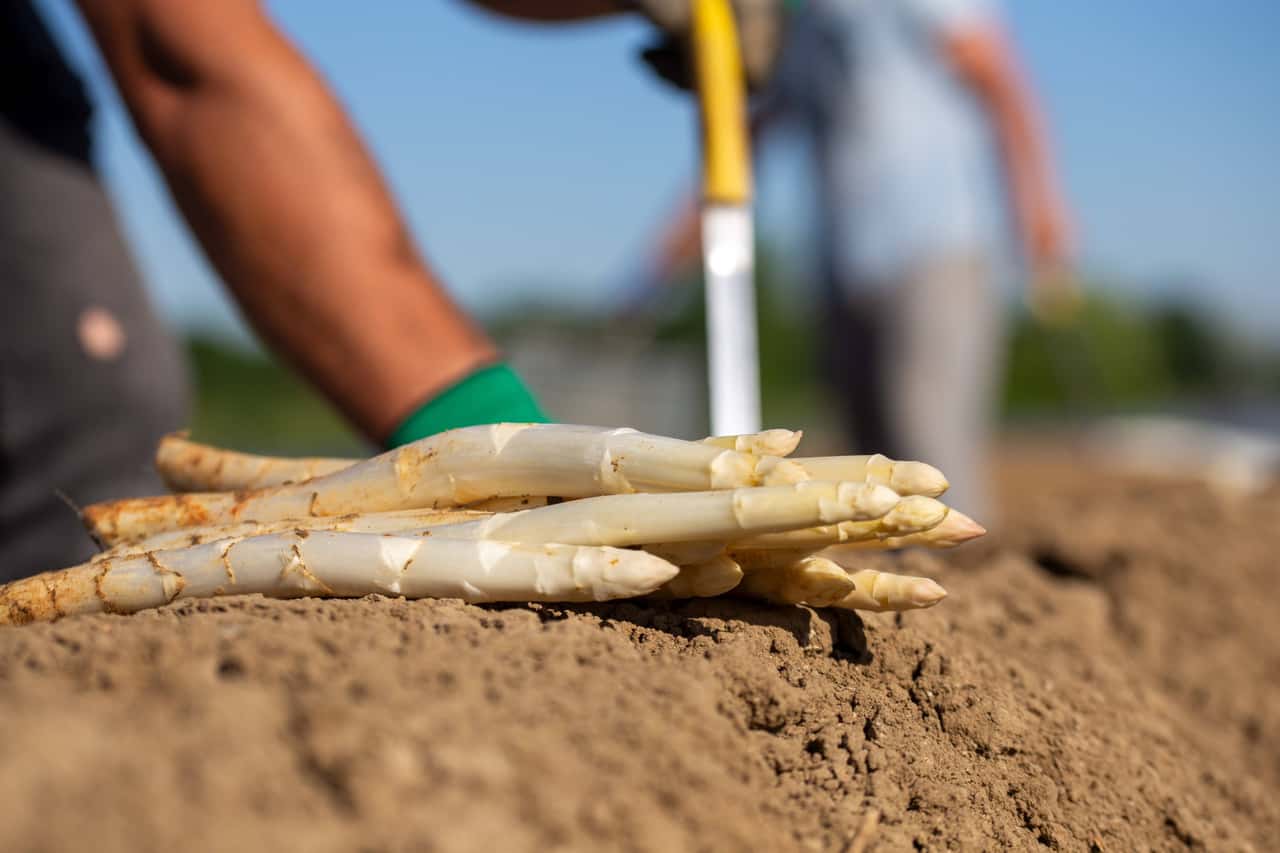 Asparagus is Germany's most common vegetable - | But it grows even ...