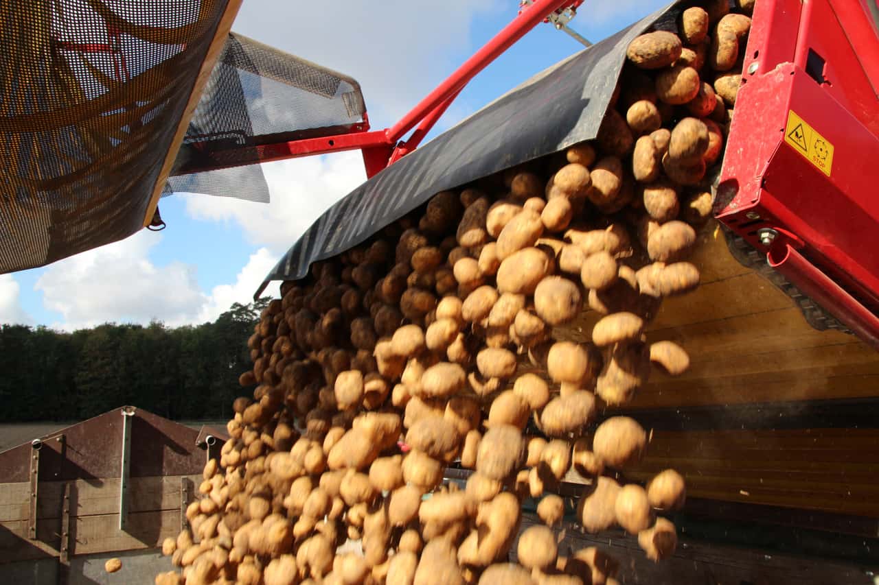 Warum-die-Ausdehnung-des-Kartoffelanbaus-den-Bauern-schadet