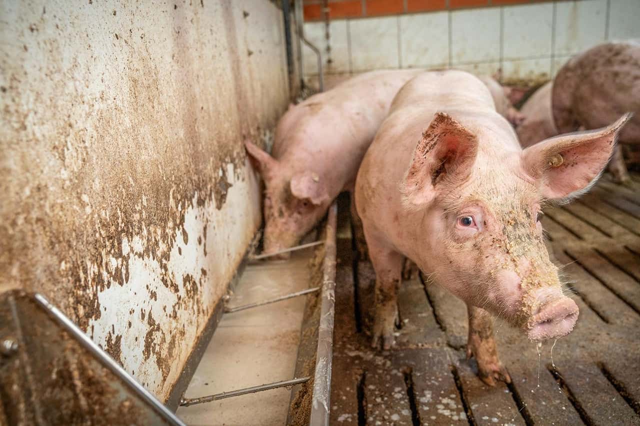 How pig farmers should record CO2 in a standardized manner