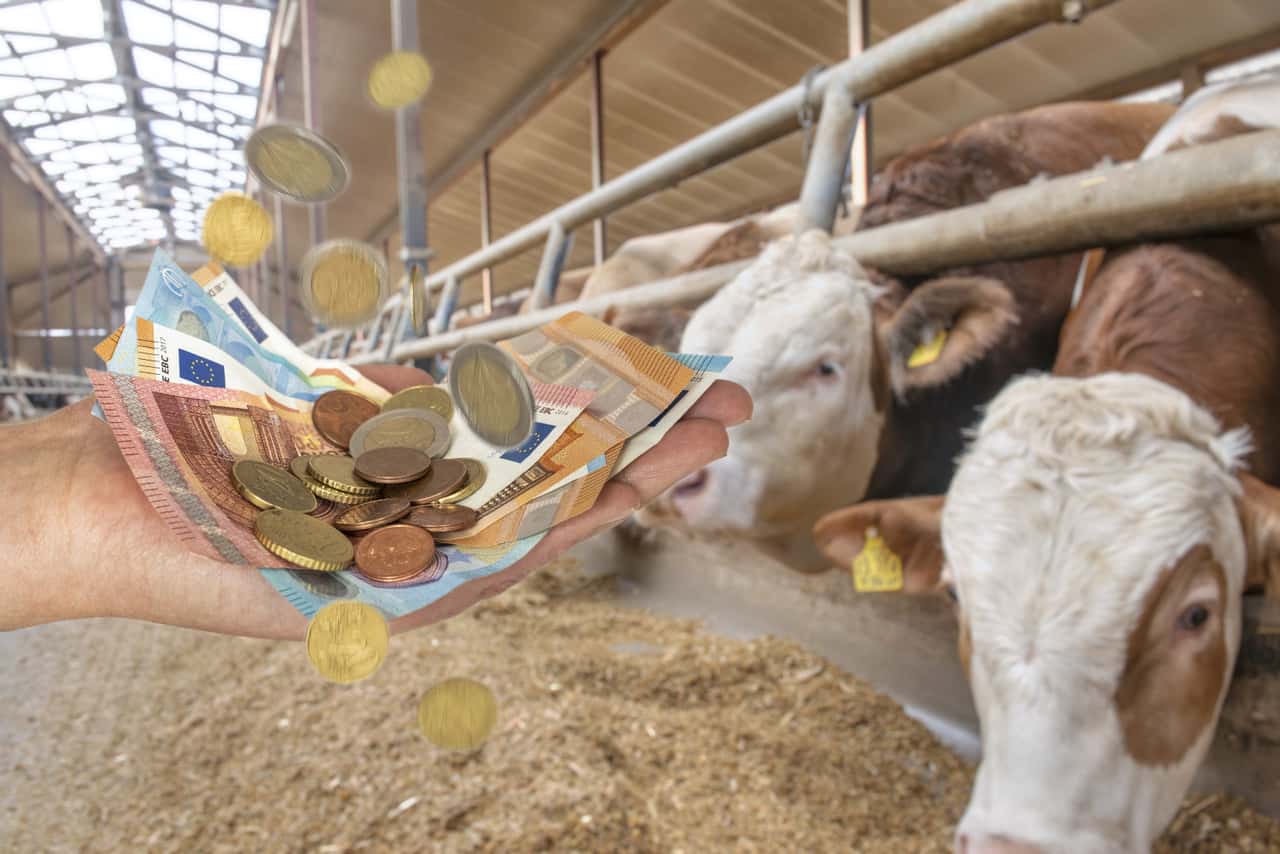 Cattle market: