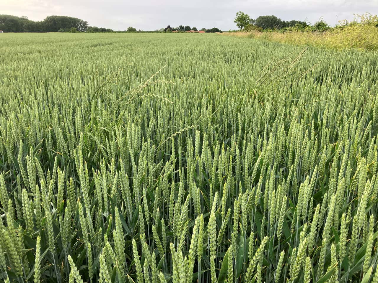 Herbicide resistance is increasing: Remove grasses consistently now!