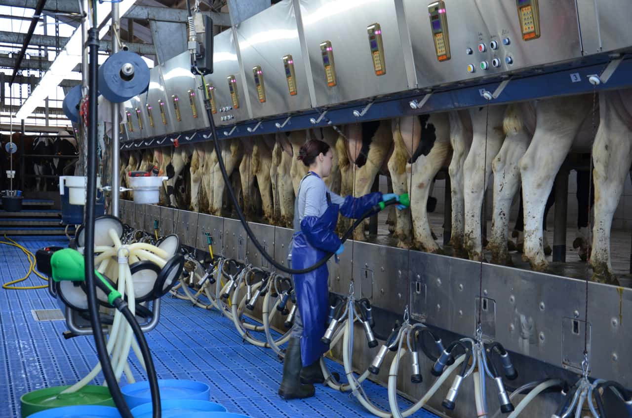 Rechnet-sich-dreimal-t-gliches-Melken-
