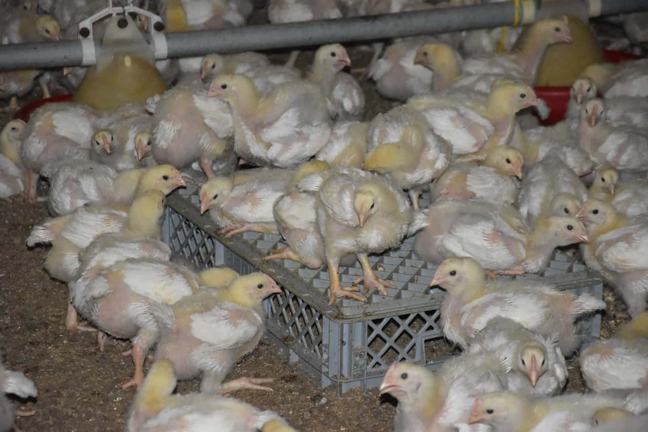 These broiler chickens get 55% of their own wheat in their ration