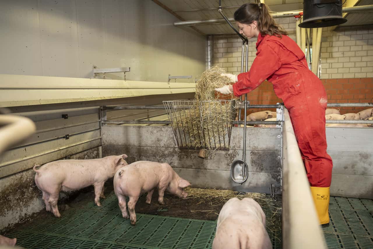 NRW: Number of pig farmers continues to decline