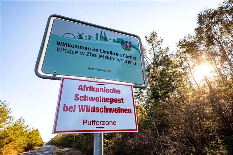 Kreis-G-rlitz-seit-einem-Jahr-ASP-frei