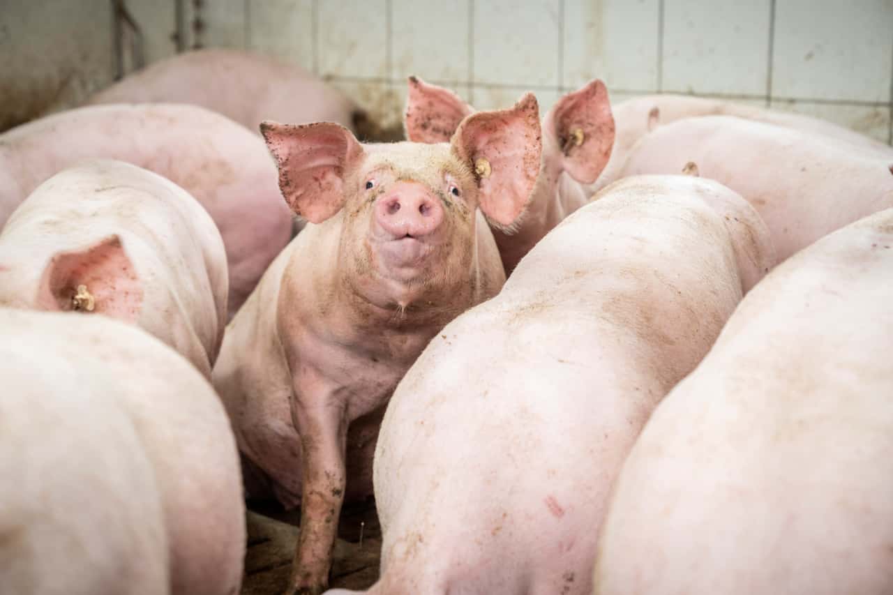 Schweinepreis-bricht-zum-Ferienstart-ein