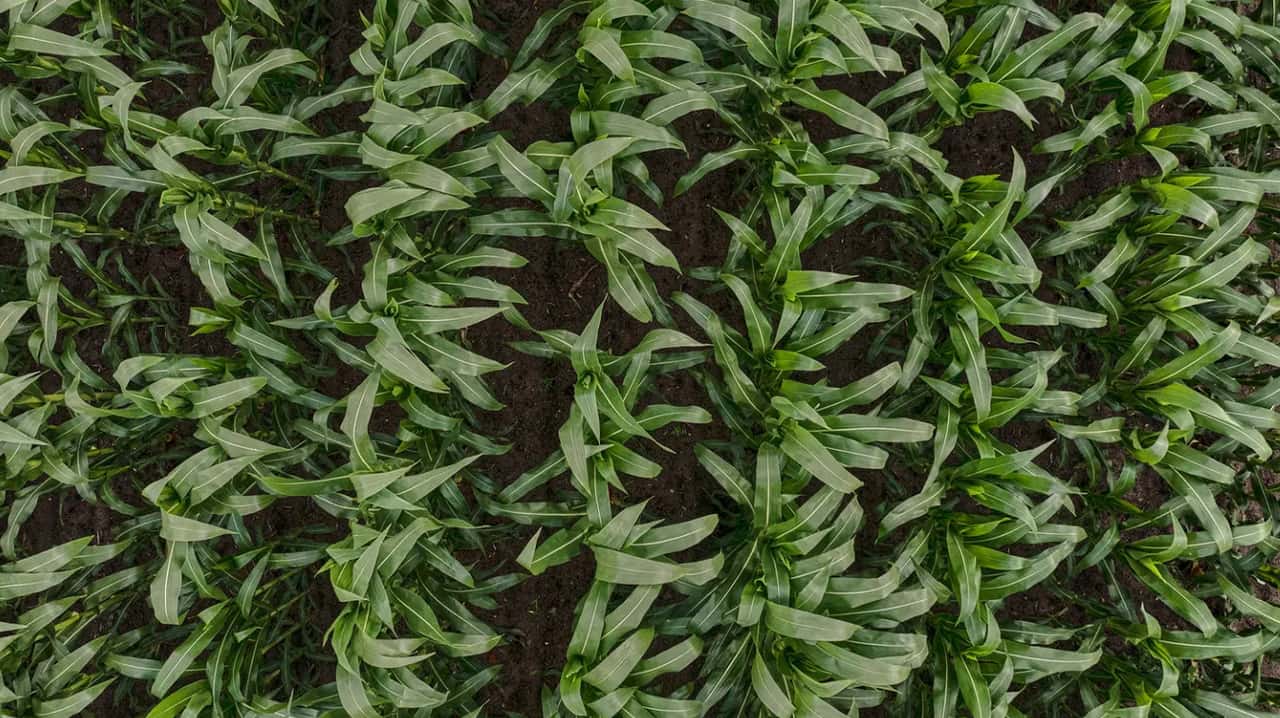 KWS und Limagrain verkaufen AgReliant Genetics an GDM | top agrar