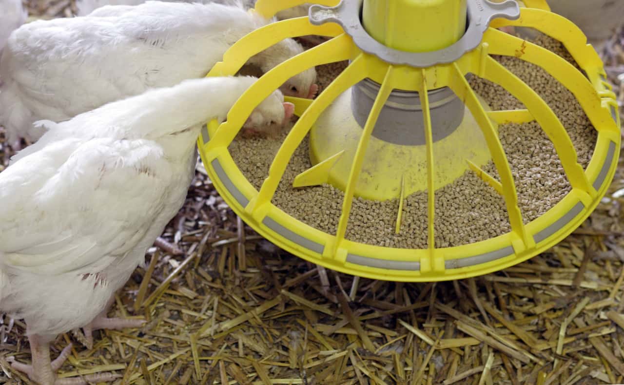 Poultry market 2025: Between global crisis and European opportunity