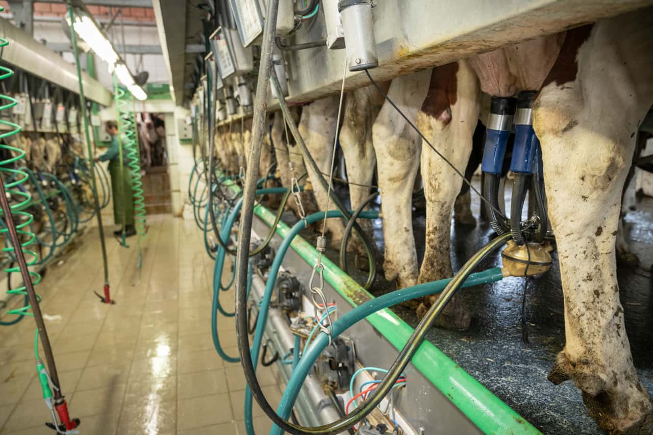 Milchmenge-mal-4-So-viel-Milch-gibt-eine-Durchschnittskuh