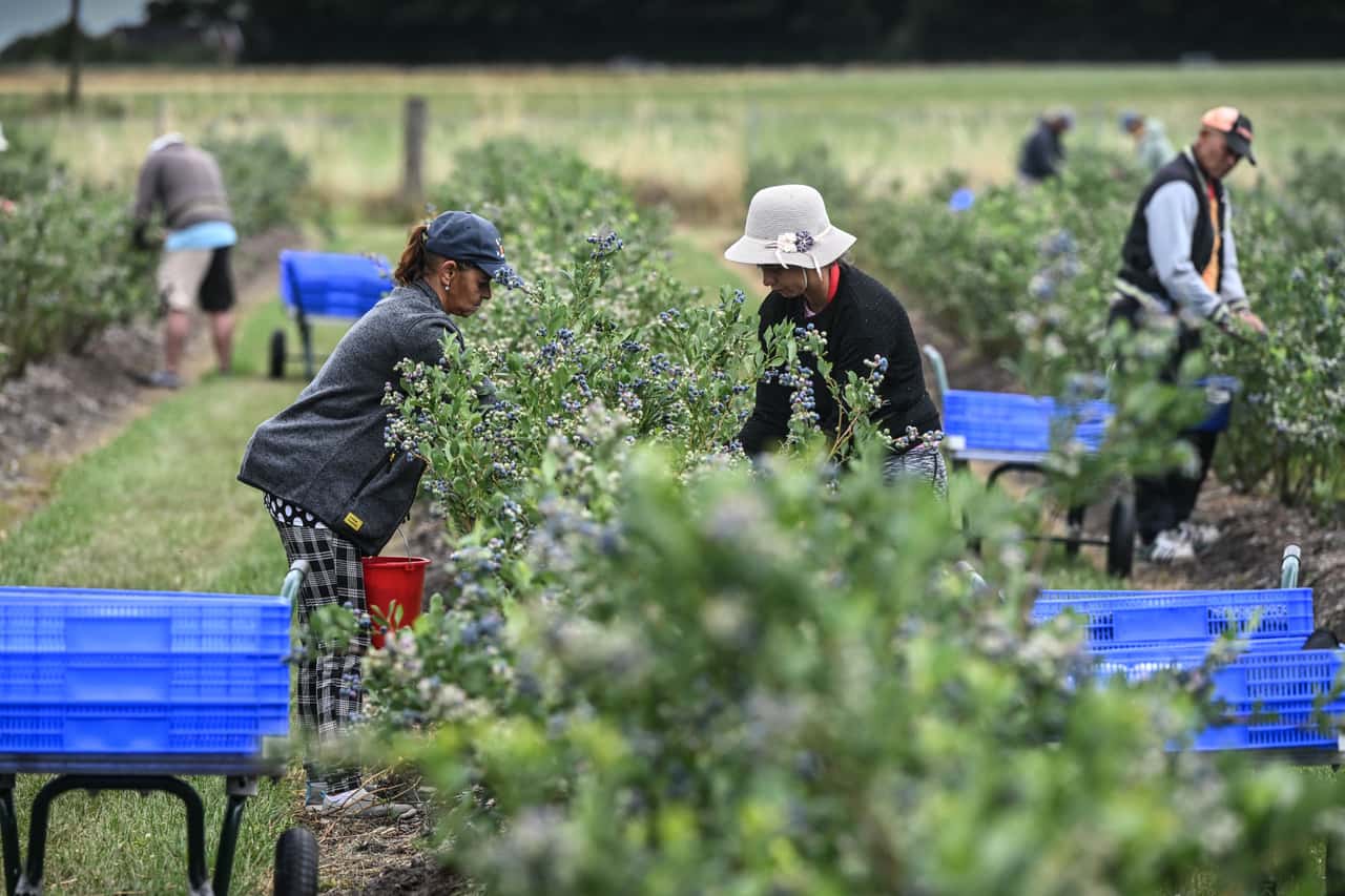 Vegetable farmer already pays €14 to harvest workers - | things are slowly ...
