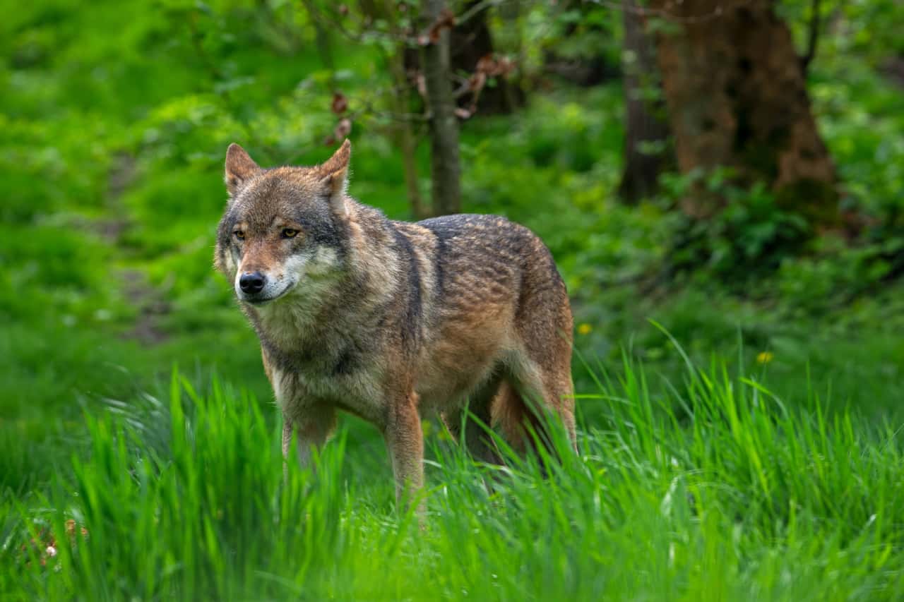 Federal states consider favorable conservation status of the wolf achieved