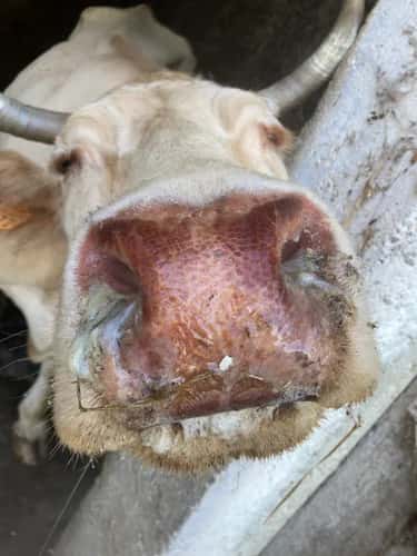 EHDV: New virus on the rise