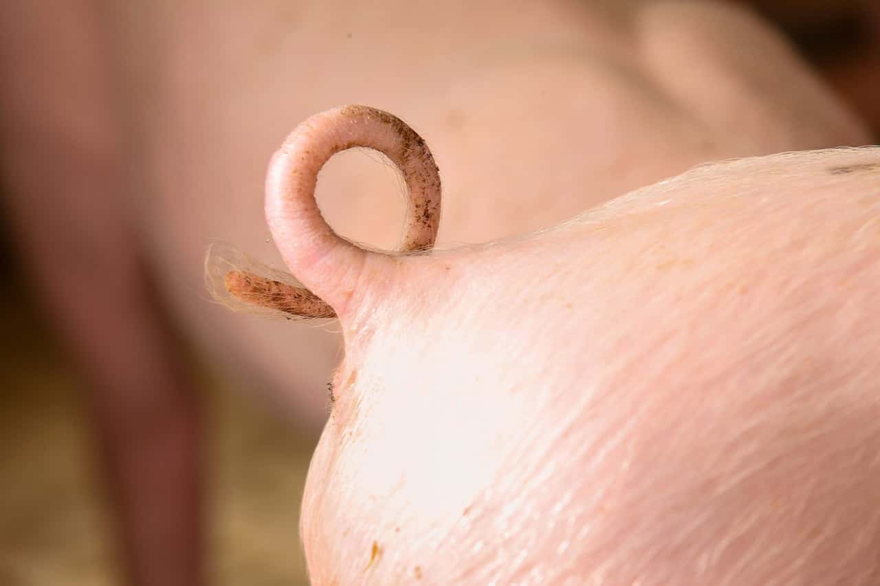 So will die dänische Schweinebranche den Ringelschwanz selbst finanzieren