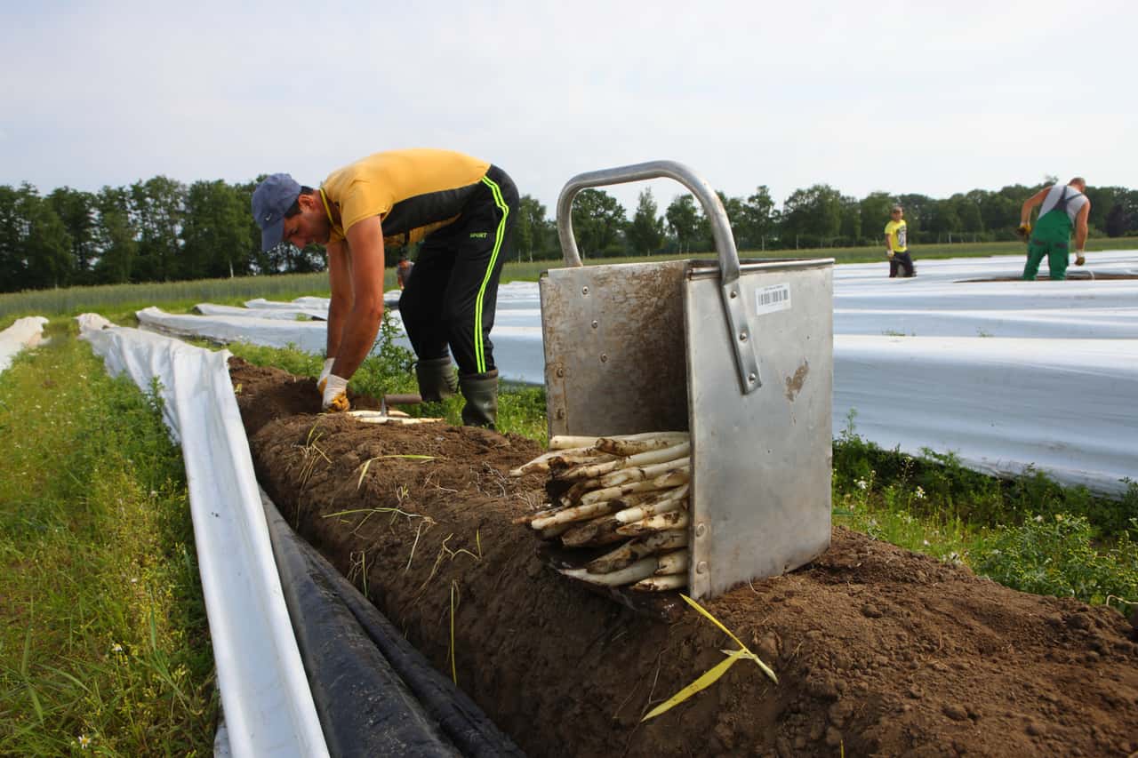 But no exceptions to the minimum wage for agriculture | and horticulture