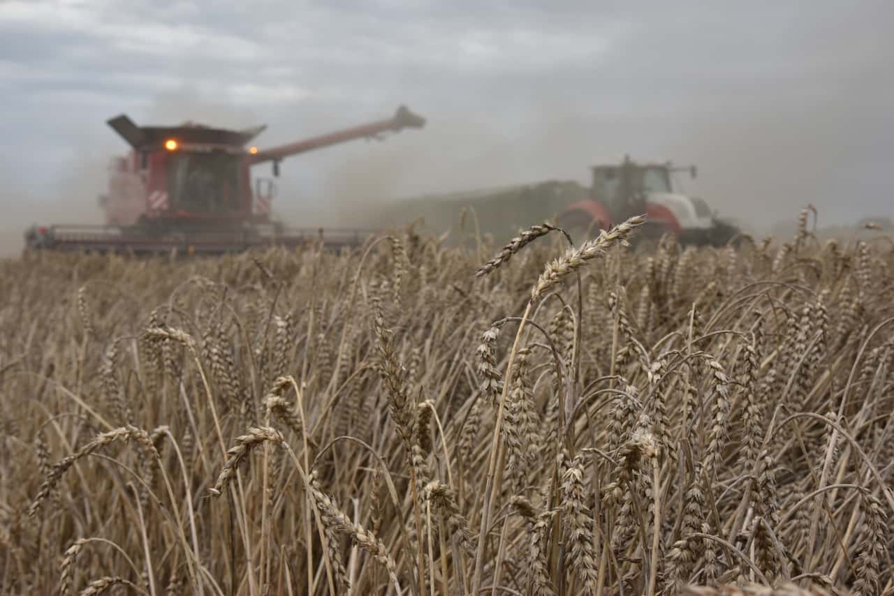 Getreideernte-in-Polen-stockt-Preise-fallen-trotz-Wettersorgen